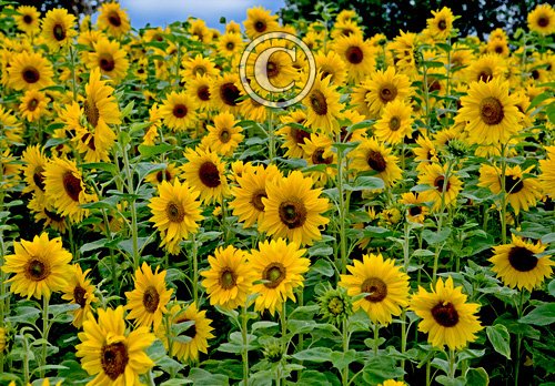 Sun Flowers DMOO51